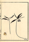 F. japonica